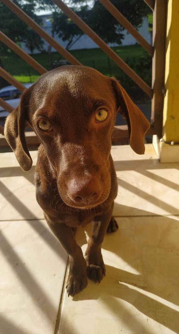 Social Cachorro