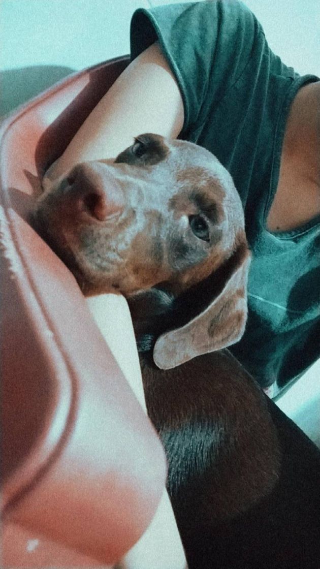 Social Cachorro
