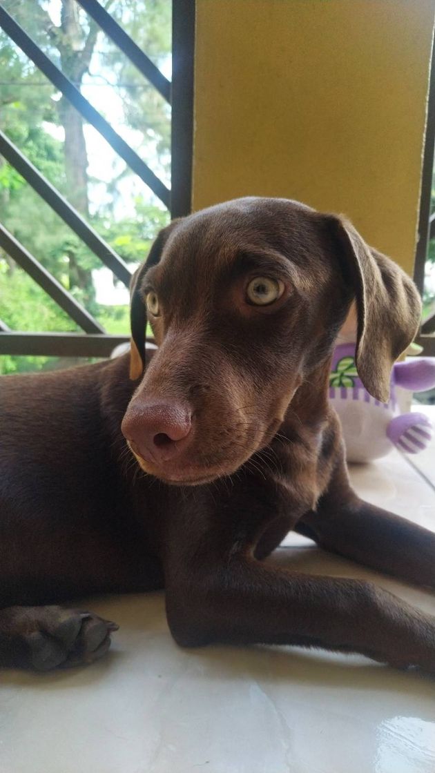 Social Cachorro