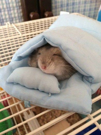  🛌🐹