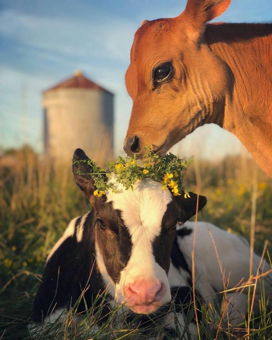 Fashion Babys country 🐮❤🌾