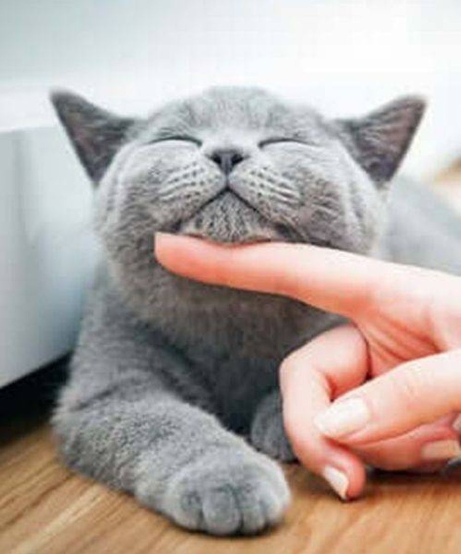 Social Gatos 🐈