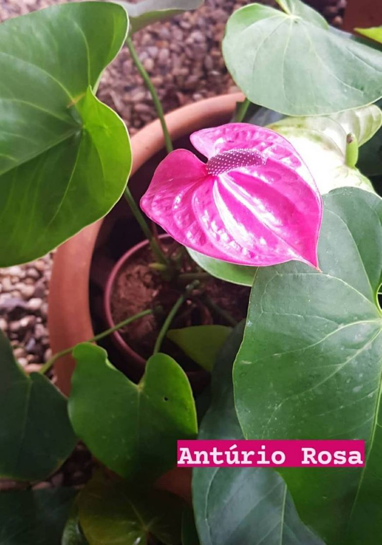 Moda Anturio rosa.