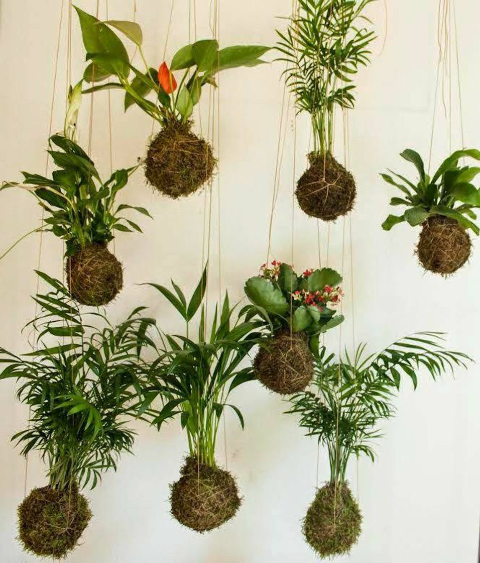 Moda Kokedama