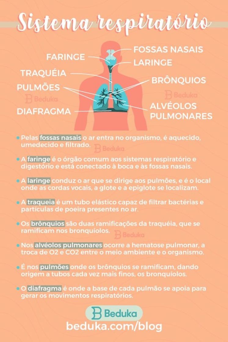 Social Sistema respiratório 