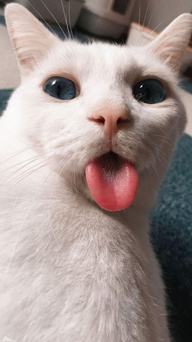 Social Cat || 🐈 