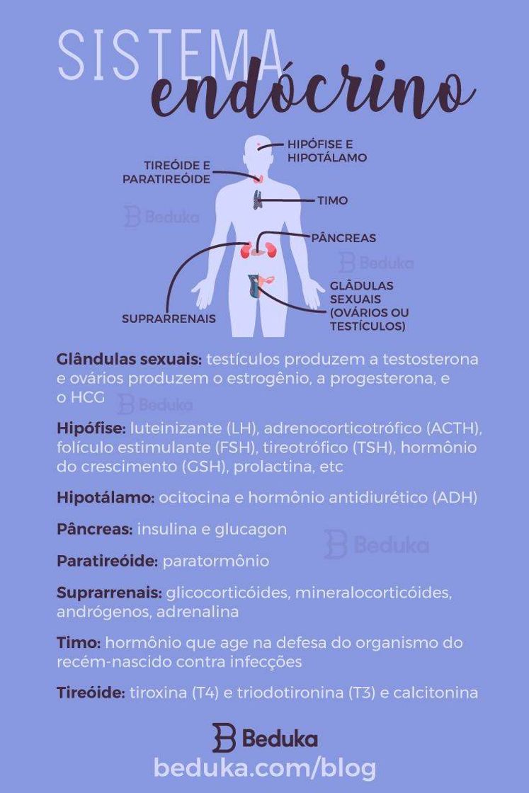 Social Sistema endócrino 