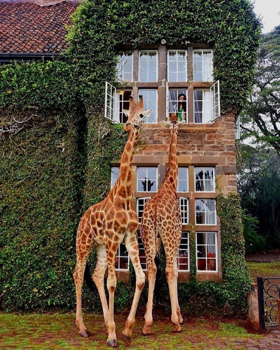 Lugar Giraffe Manor