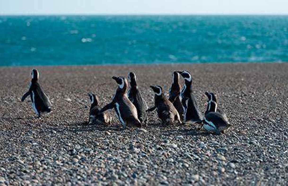 Place Puerto Madryn