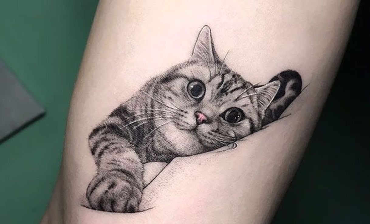 Social Cat 