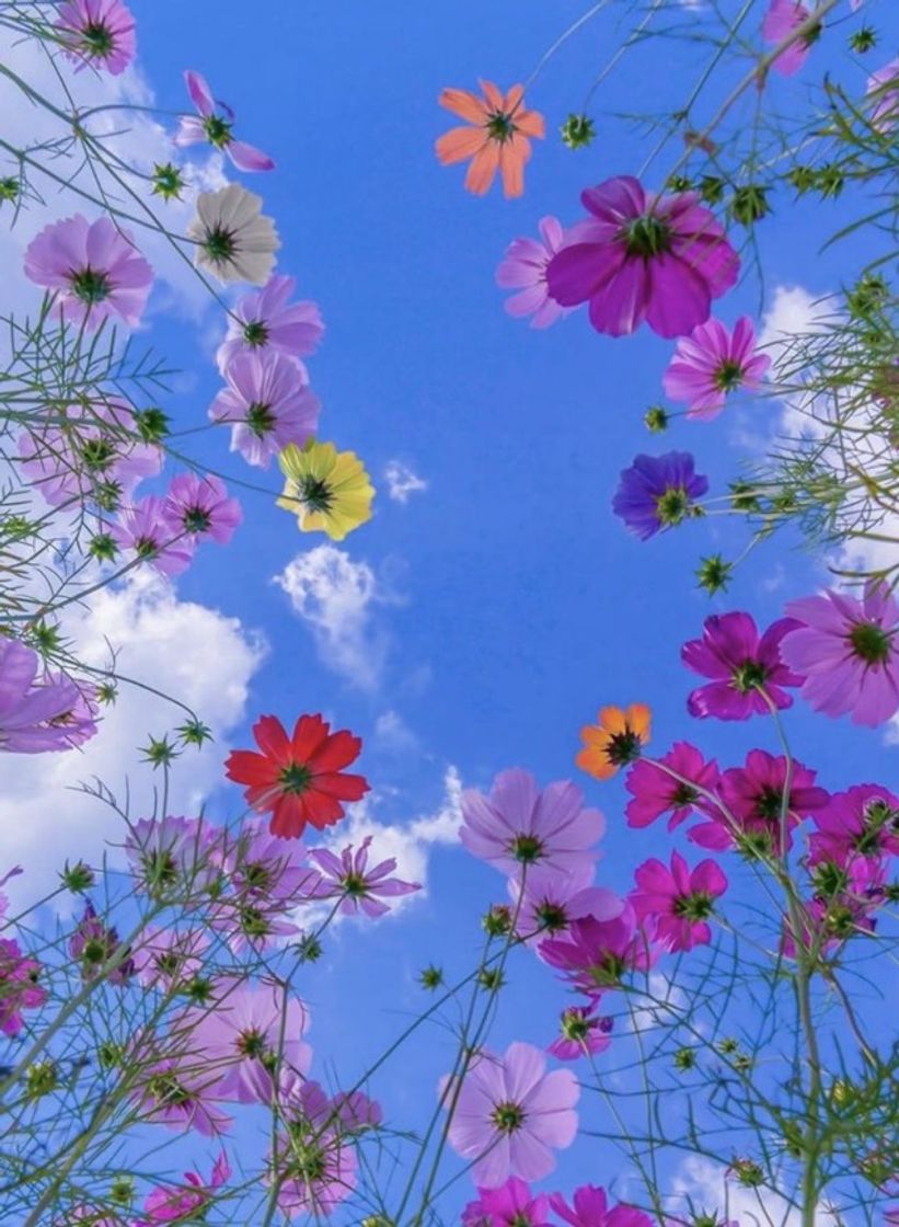 Social Flores e cores 🌺 🌹 🌷 