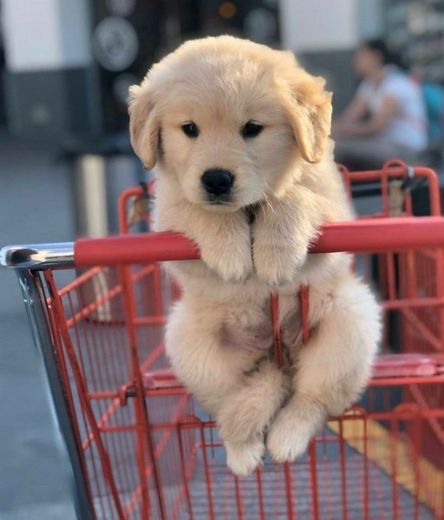 “Mãe, posso ir no carrinho?” 🤣