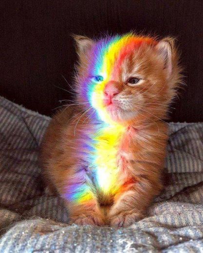 Rainbow cat☀️🐱