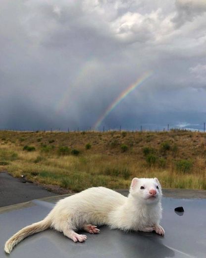 Furão 🌈💜