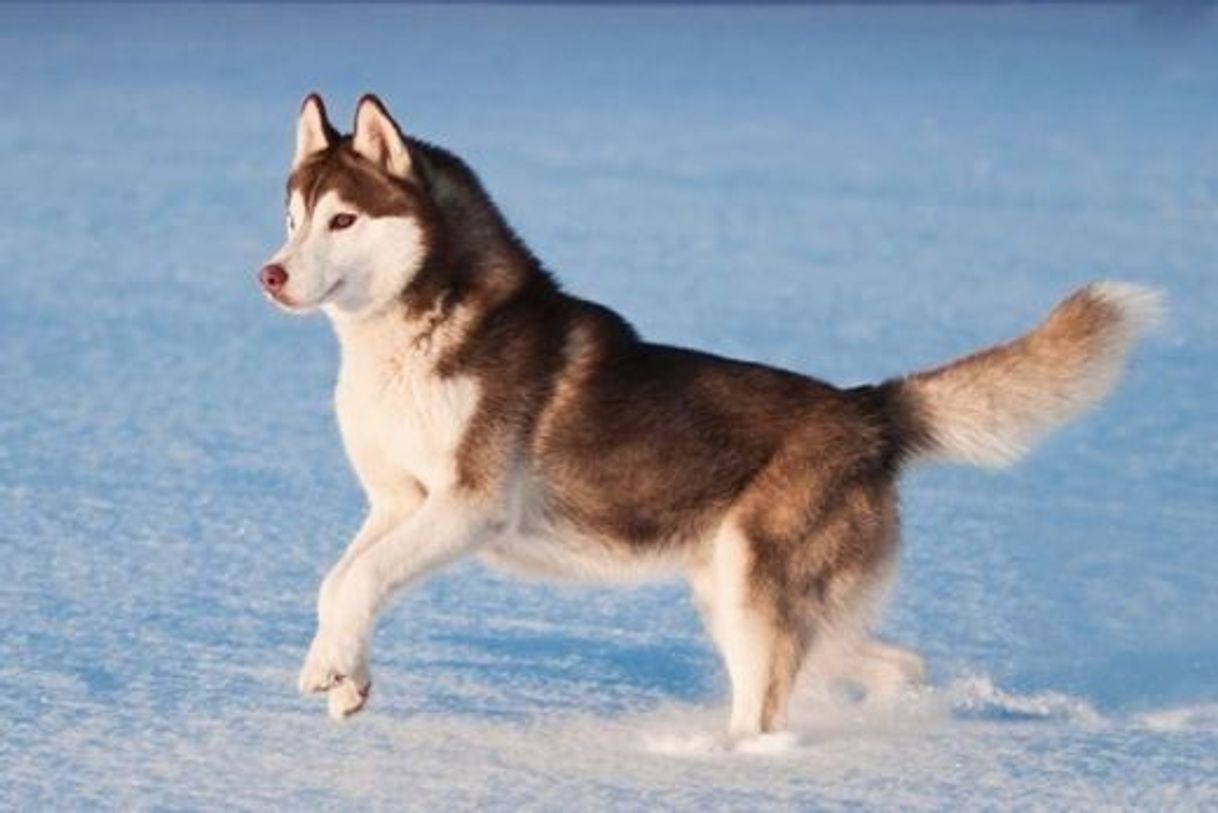 Moda Husky siberiano