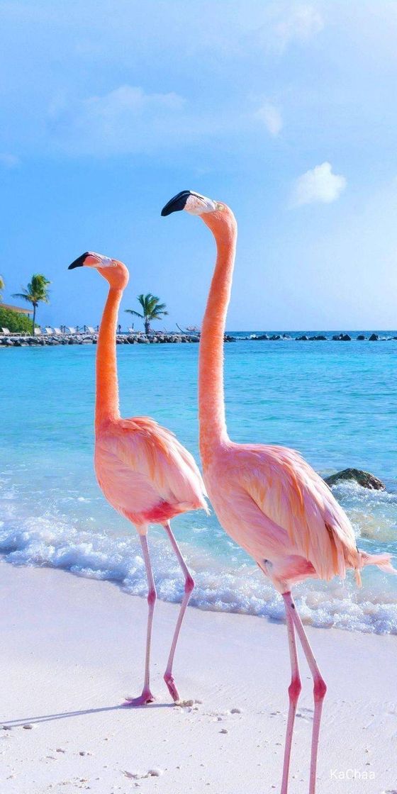 Moda FLAMINGOS 🦩🦩