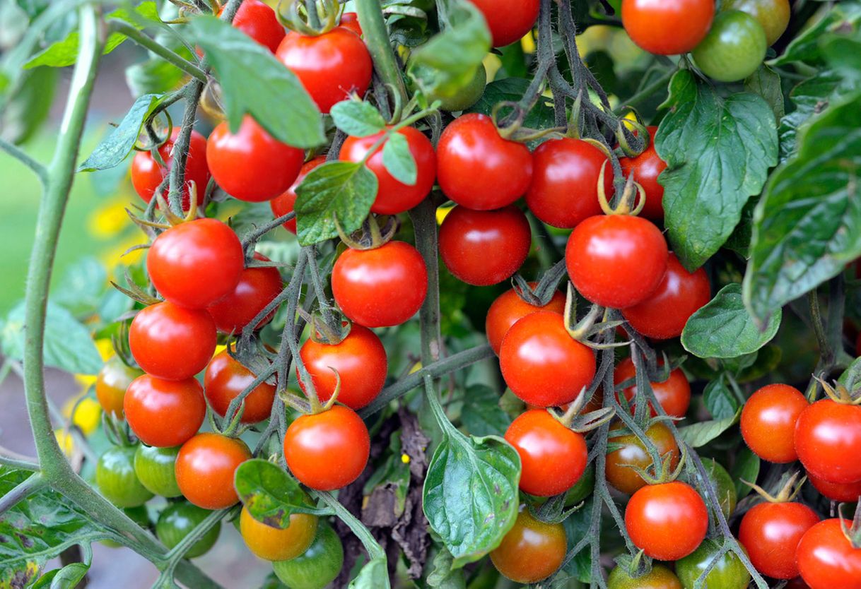 Cherries tomate