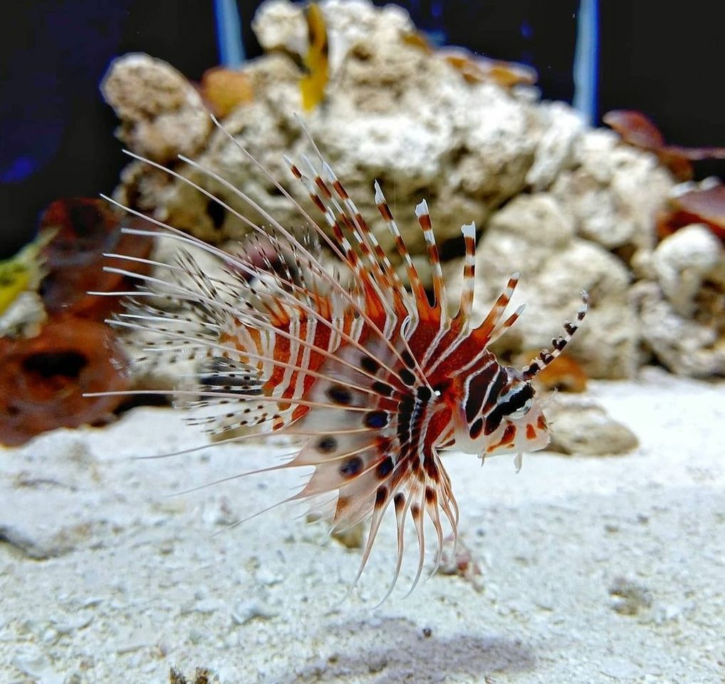 Places Aquarium Costa de Almería