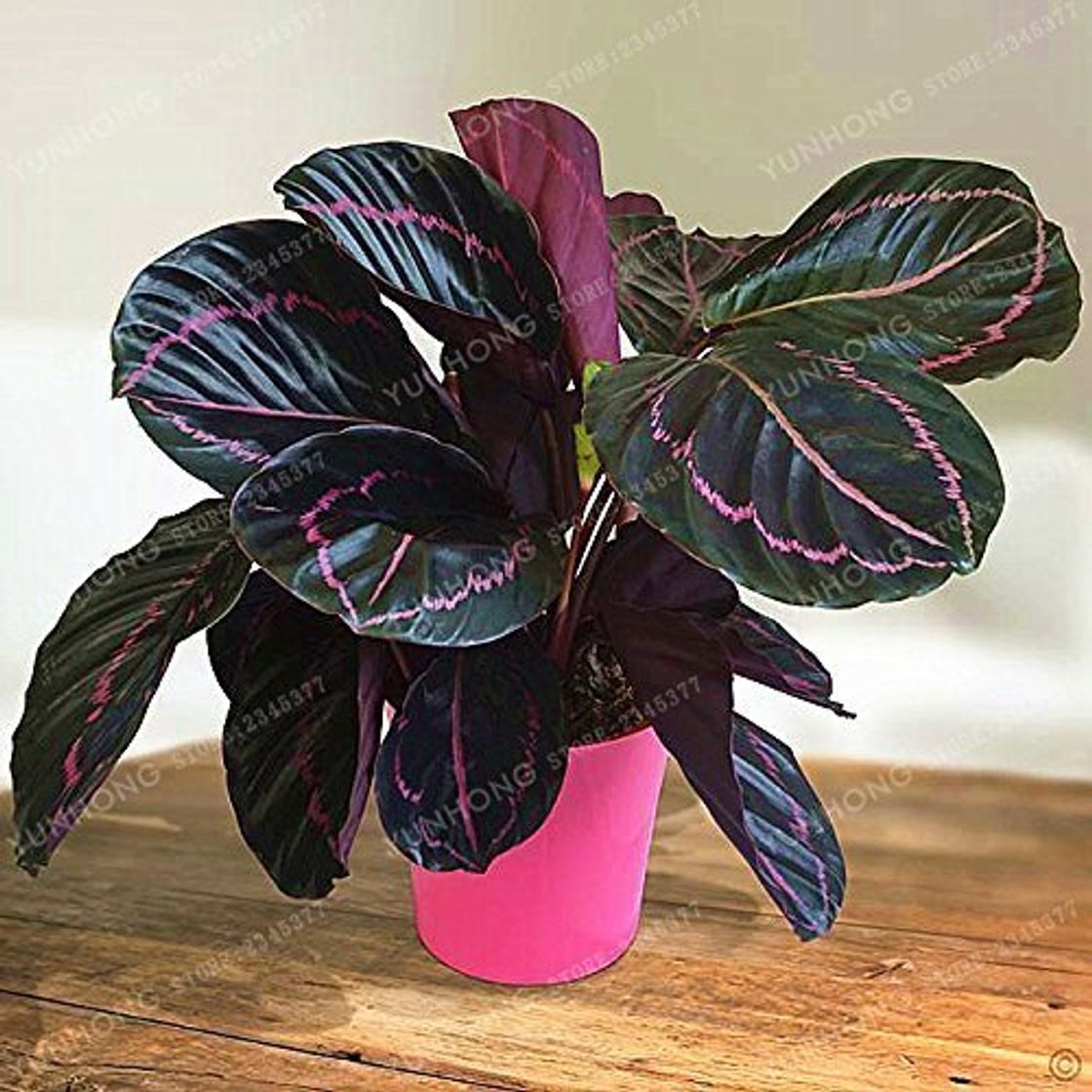 Producto SwansGreen 50 Pcs muy raro Semillas Tailandia Calathea flor holiday pavo real