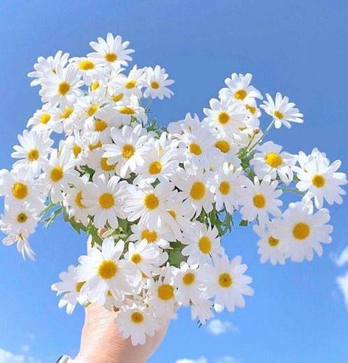 Mini daisies
