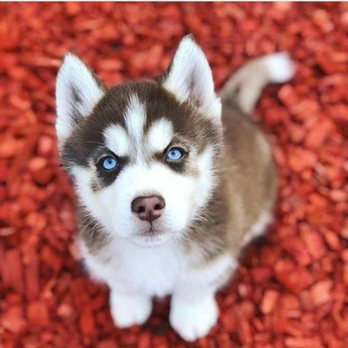 Moda Husky siberiano