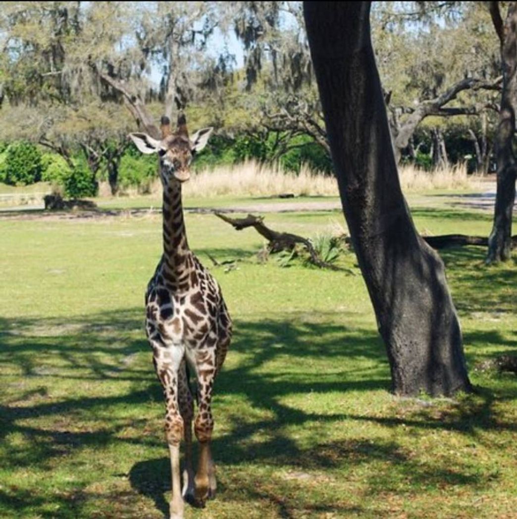 Place Animal Kingdom