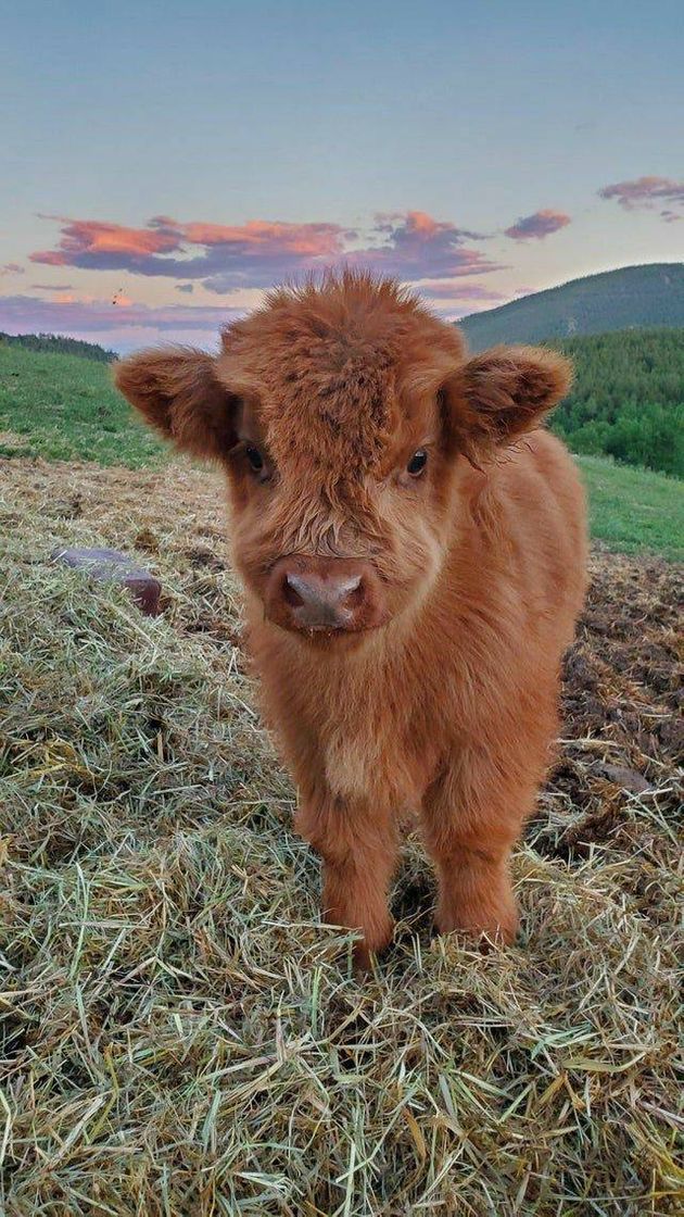 Fashion Olha, esse tipo de raça de vaca. Muito fofooo😍