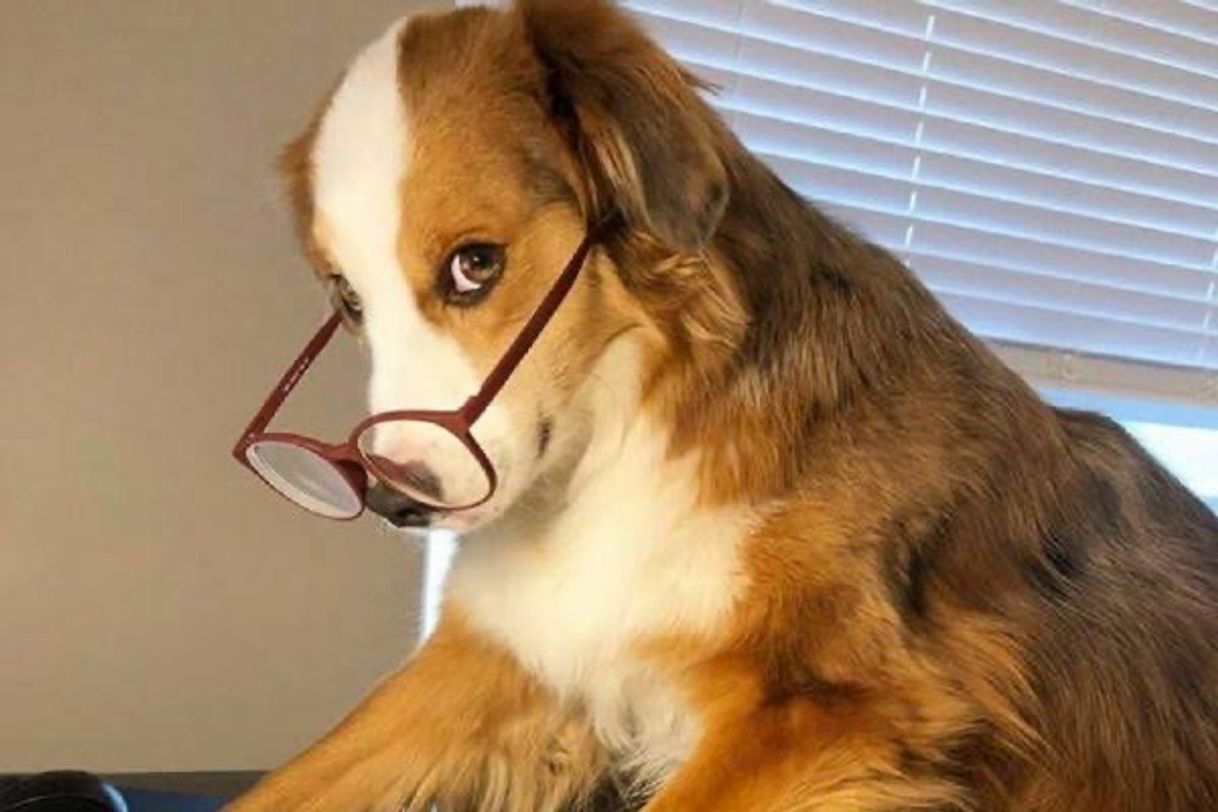 Fashion Smart dog