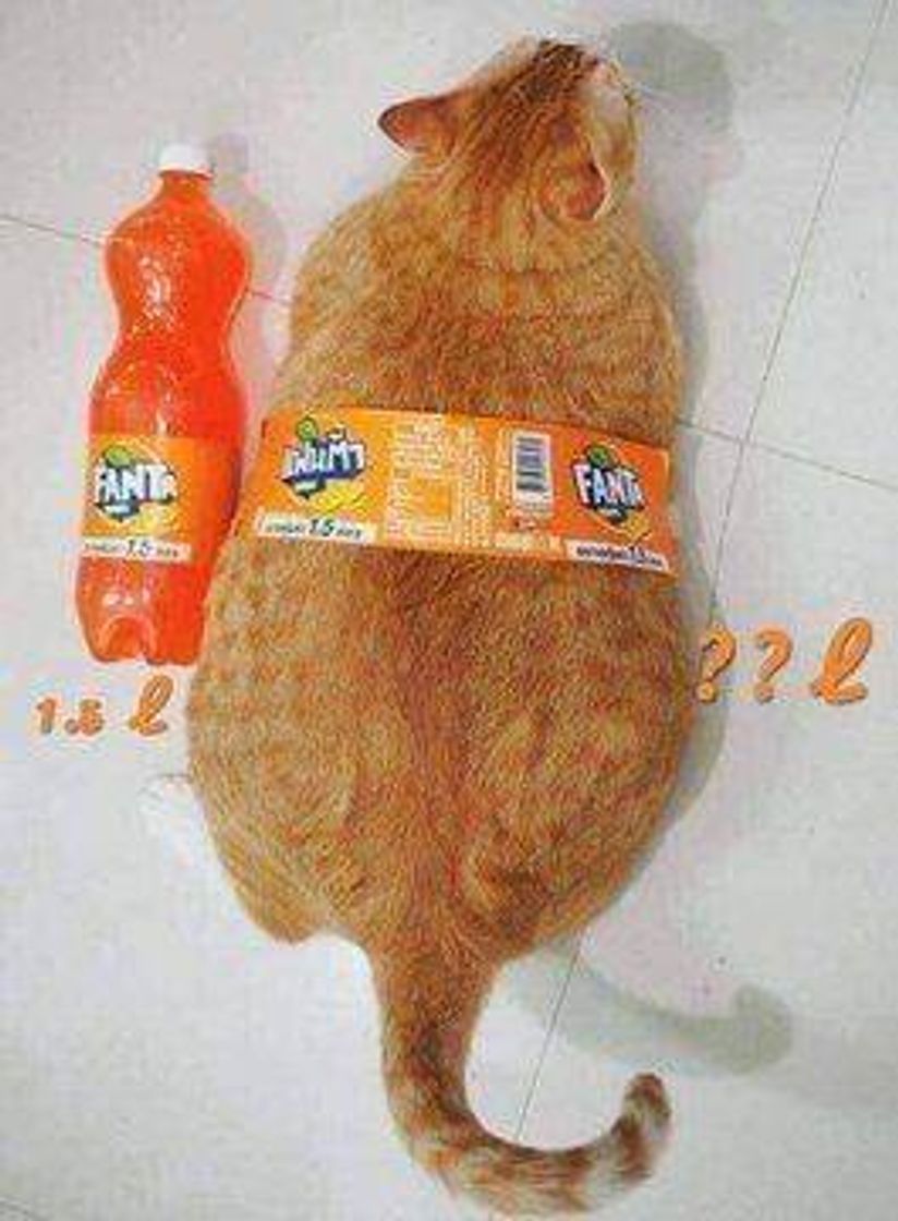 Moda Gato fanta