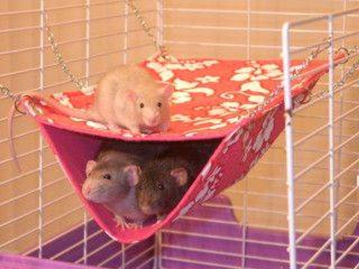 Moda Accesorios en la jaula | Pet hammock, Cute rats, Pet rat cages