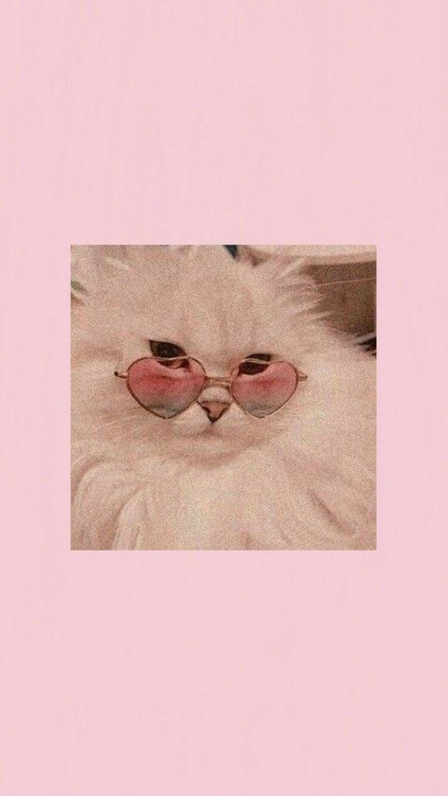 Fashion Cats wallpaper🐈🌸