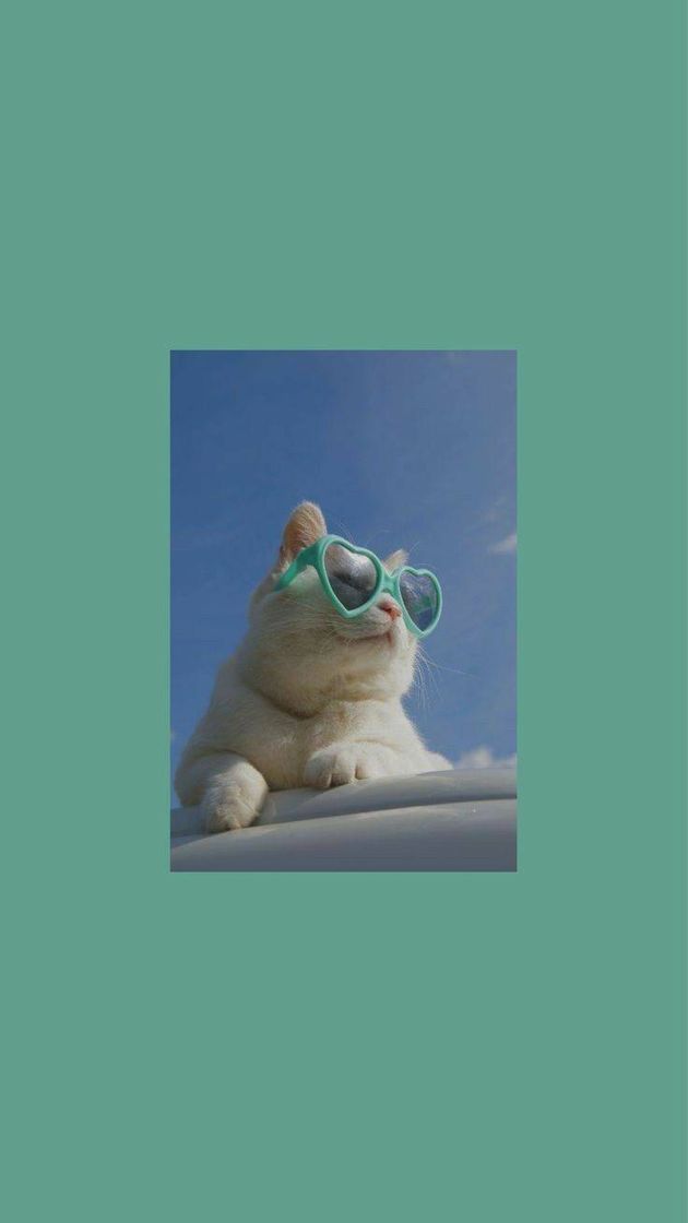 Fashion Cats wallpaper🐈🌊