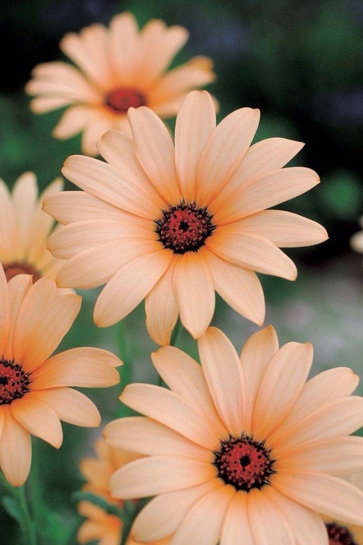 🌻