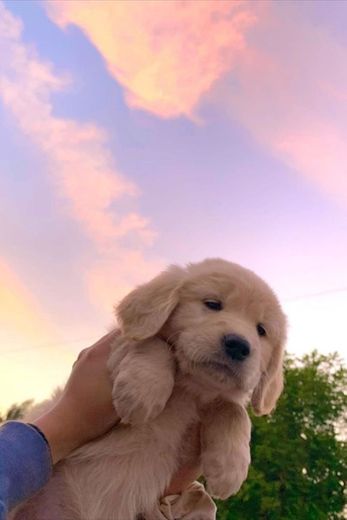 Golden retriever 