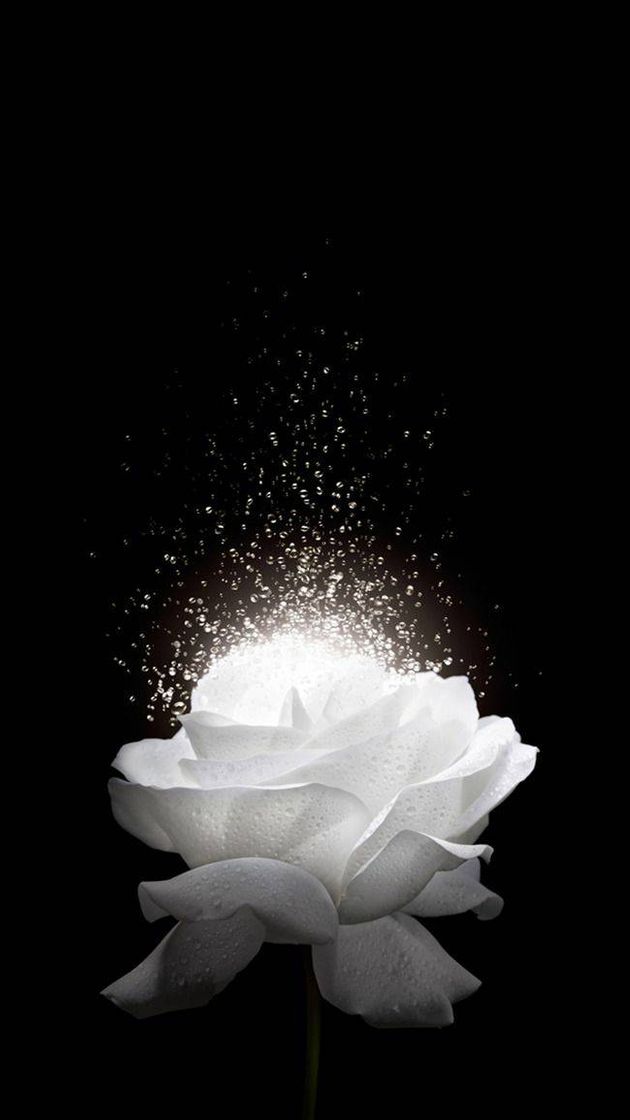 Lindo wallpaper 