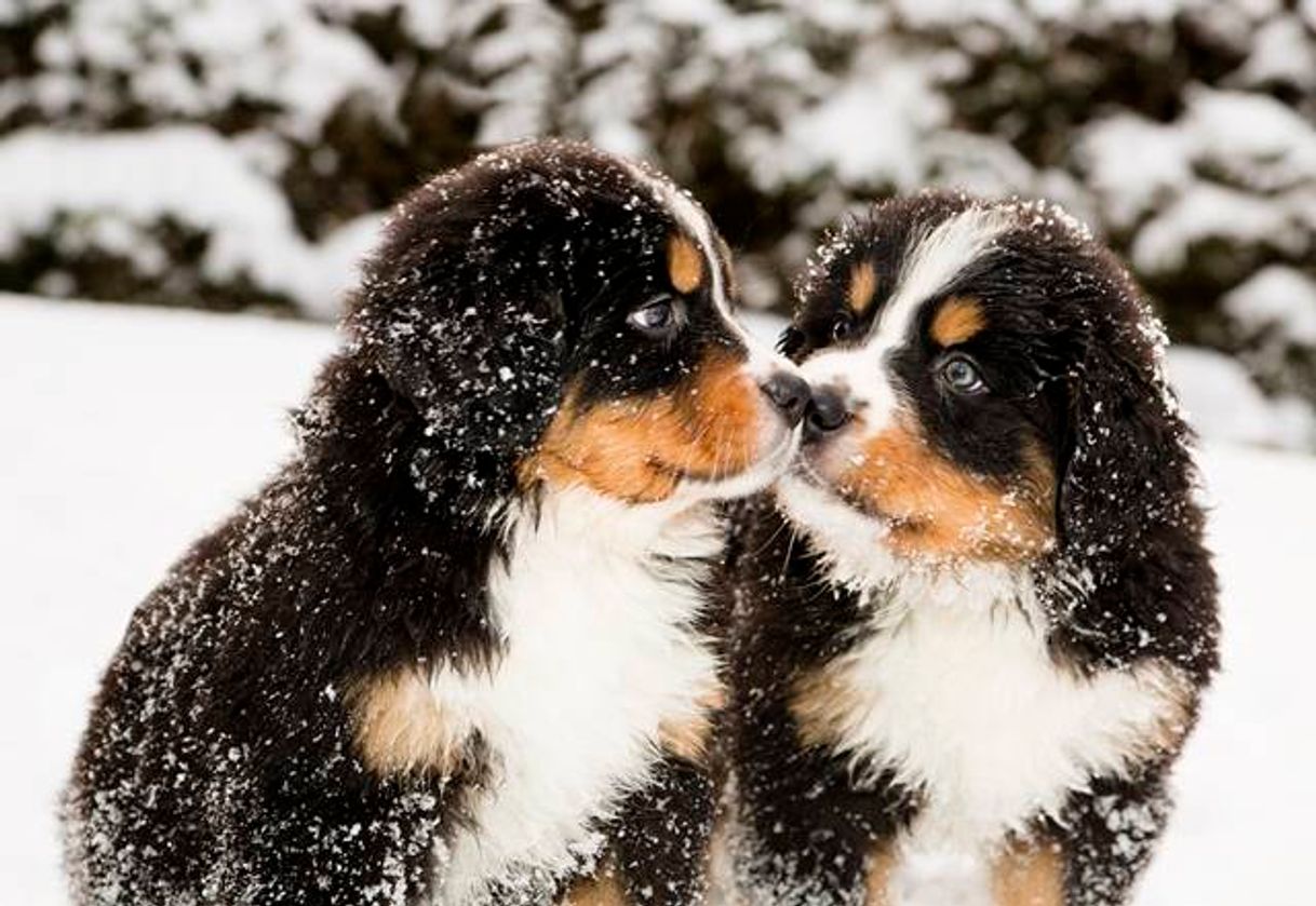 Cachorrinhos na neve ❤️