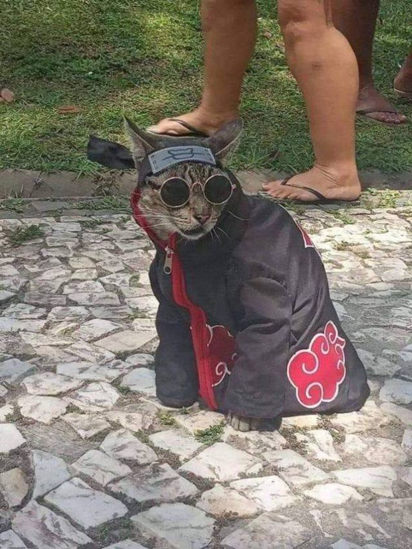 Moda Gatinhos Fofinhos 