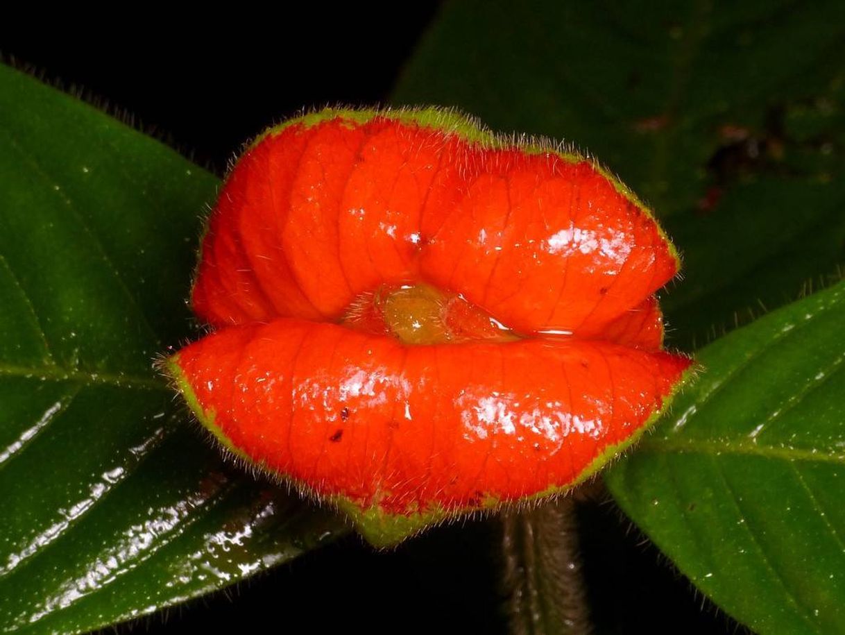 Moda Bailarinas (Impatiens bequaertii)