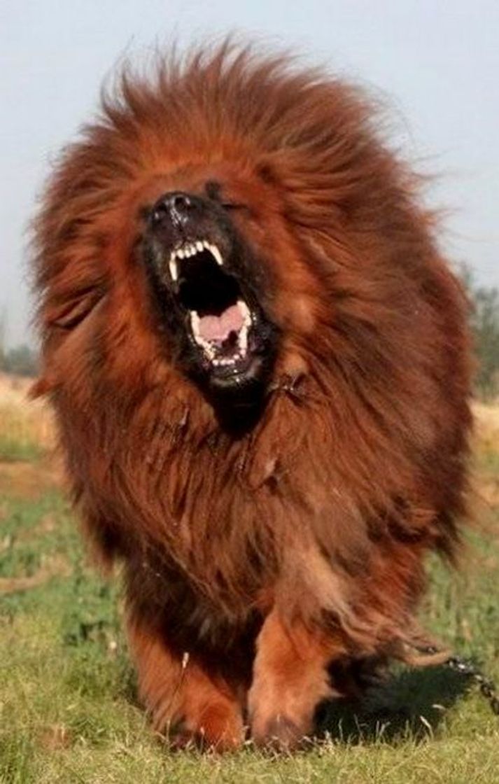 Social Mastiff tibetano 😍