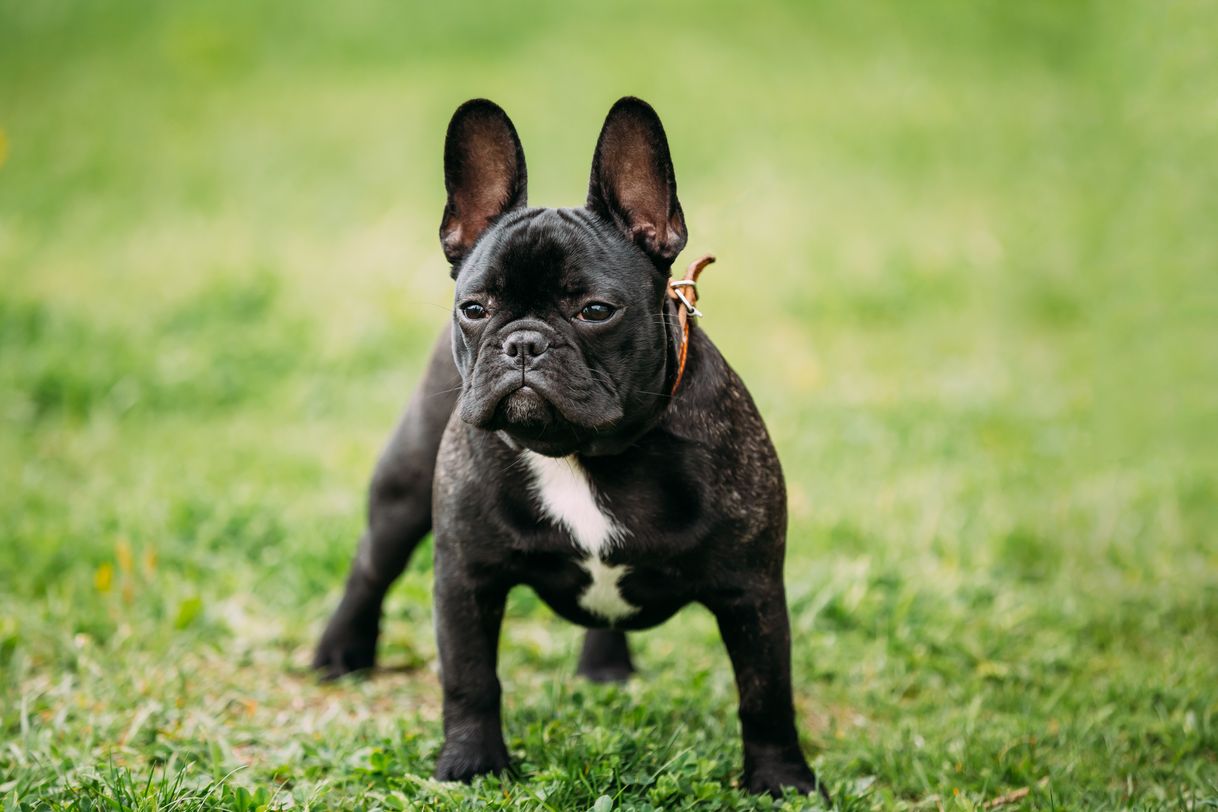 Social Bull dog francês 