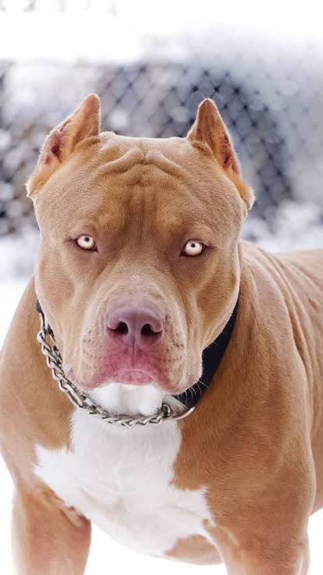 Moda Pitbull