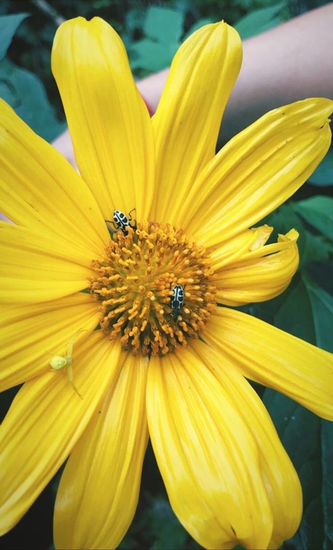 Fashion Flower.Yellow.