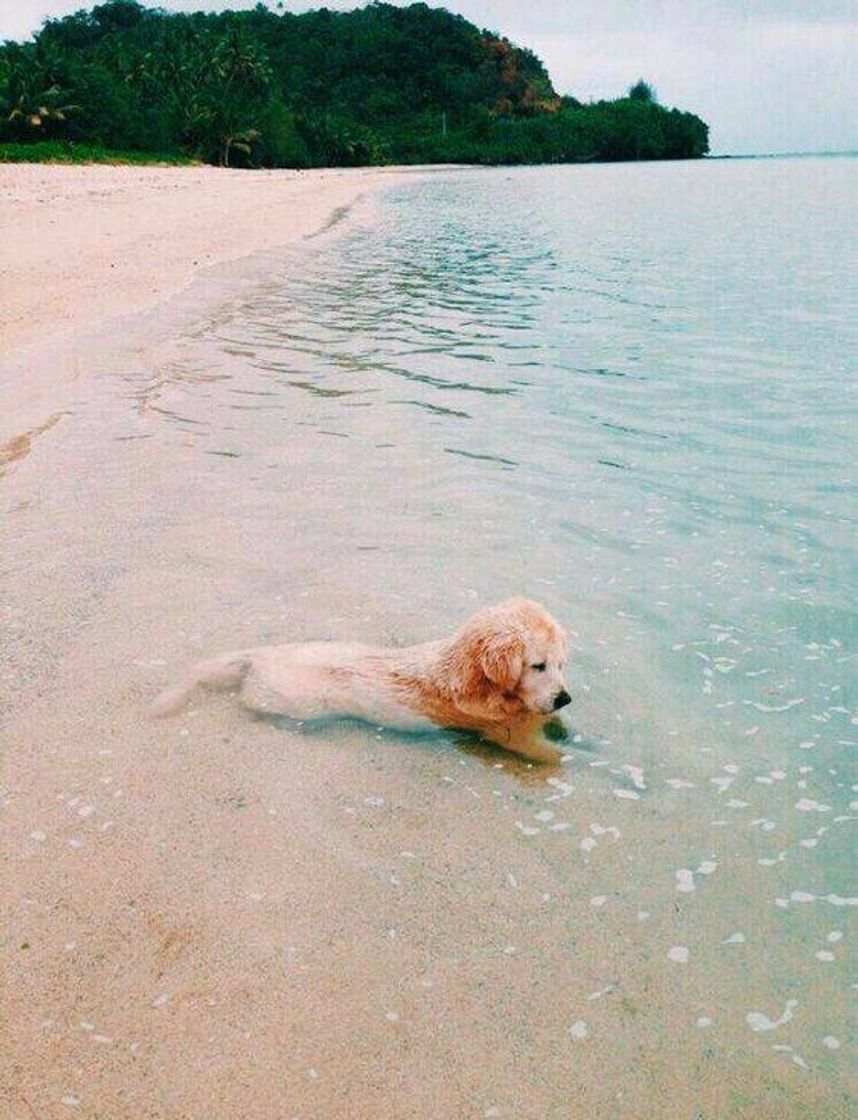 Moda Doguinho na praia 