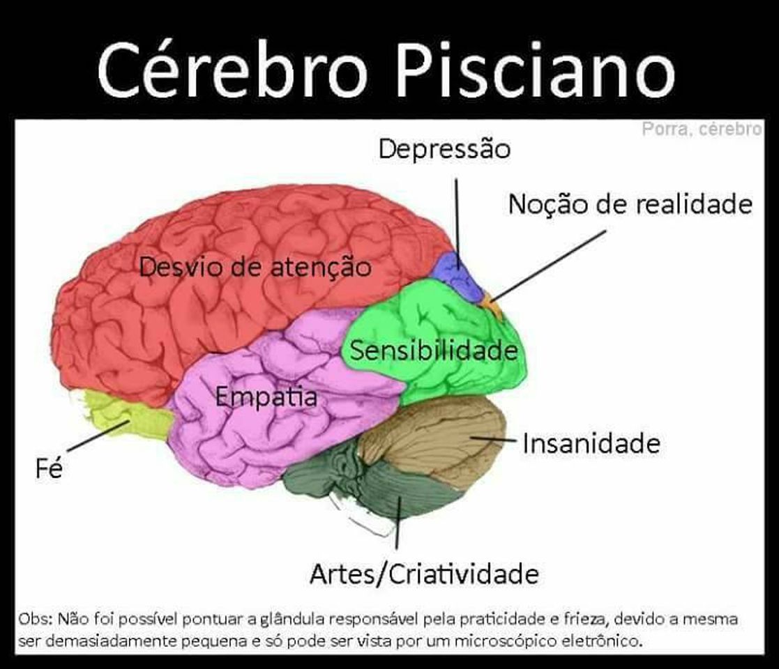 Social Cérebro de pisciano 