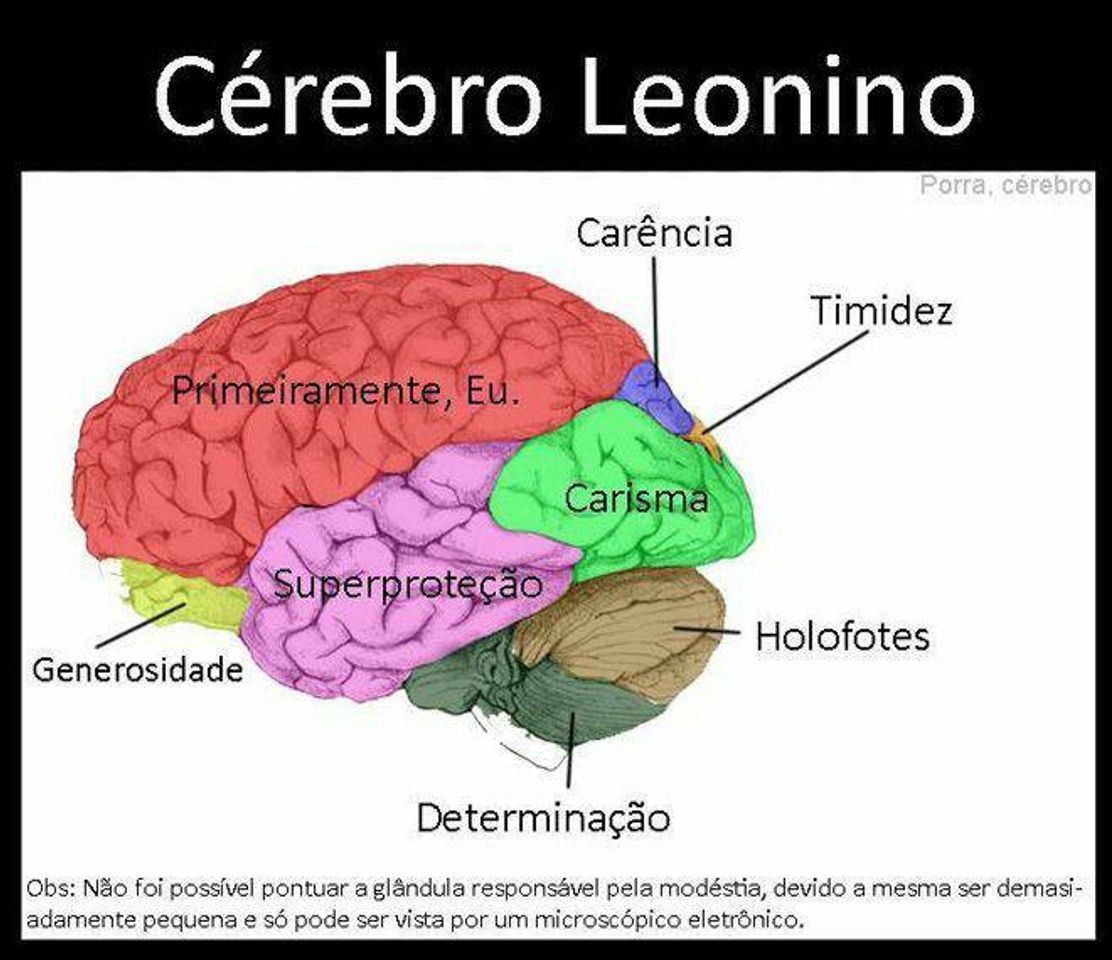 Social Cérebro de leonino