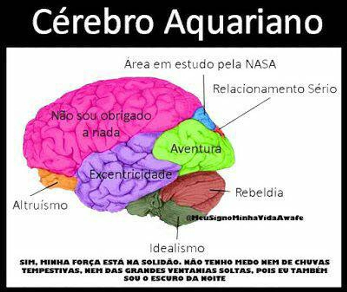 Social Cérebro de aquáriano 