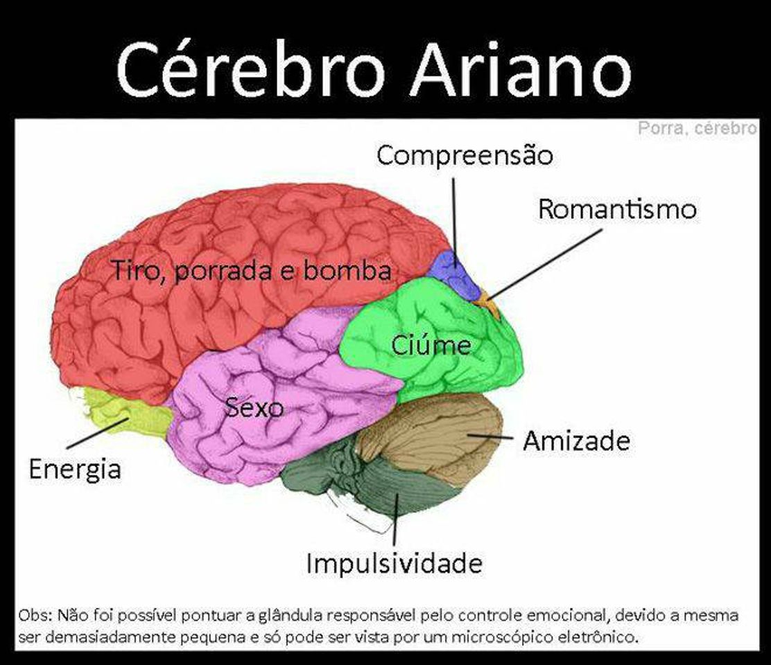 Social Cérebro de aries 