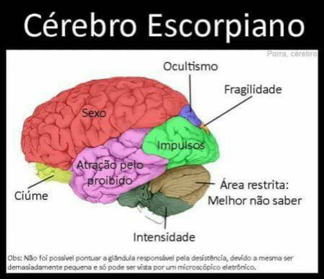 Social Cérebro de escorpiano 