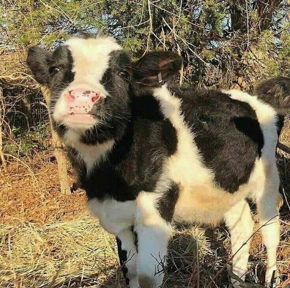 Social Baby cow