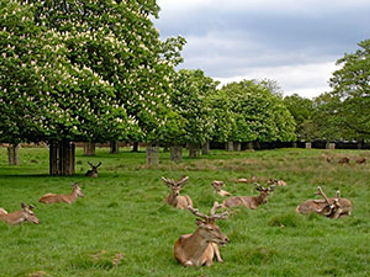 Lugares Bushy Park